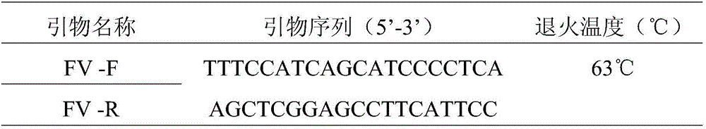 Primers for rapidly identifying peltebagrus fulvidraco, pelteobagrus vachelli and hybrid peltebagrus fulvidraco and identification method of peltebagrus fulvidraco, pelteobagrus vachelli and hybrid peltebagrus fulvidraco