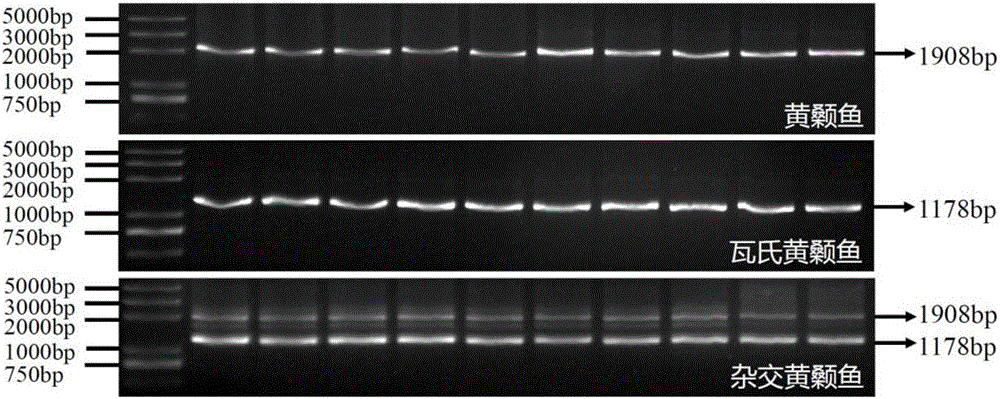 Primers for rapidly identifying peltebagrus fulvidraco, pelteobagrus vachelli and hybrid peltebagrus fulvidraco and identification method of peltebagrus fulvidraco, pelteobagrus vachelli and hybrid peltebagrus fulvidraco