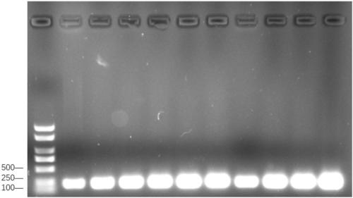 Macadimia nut plant defensin and application thereof