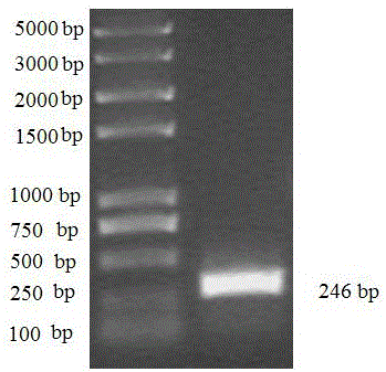 A method for preventing the inactivation of neurotoxin anntoxin