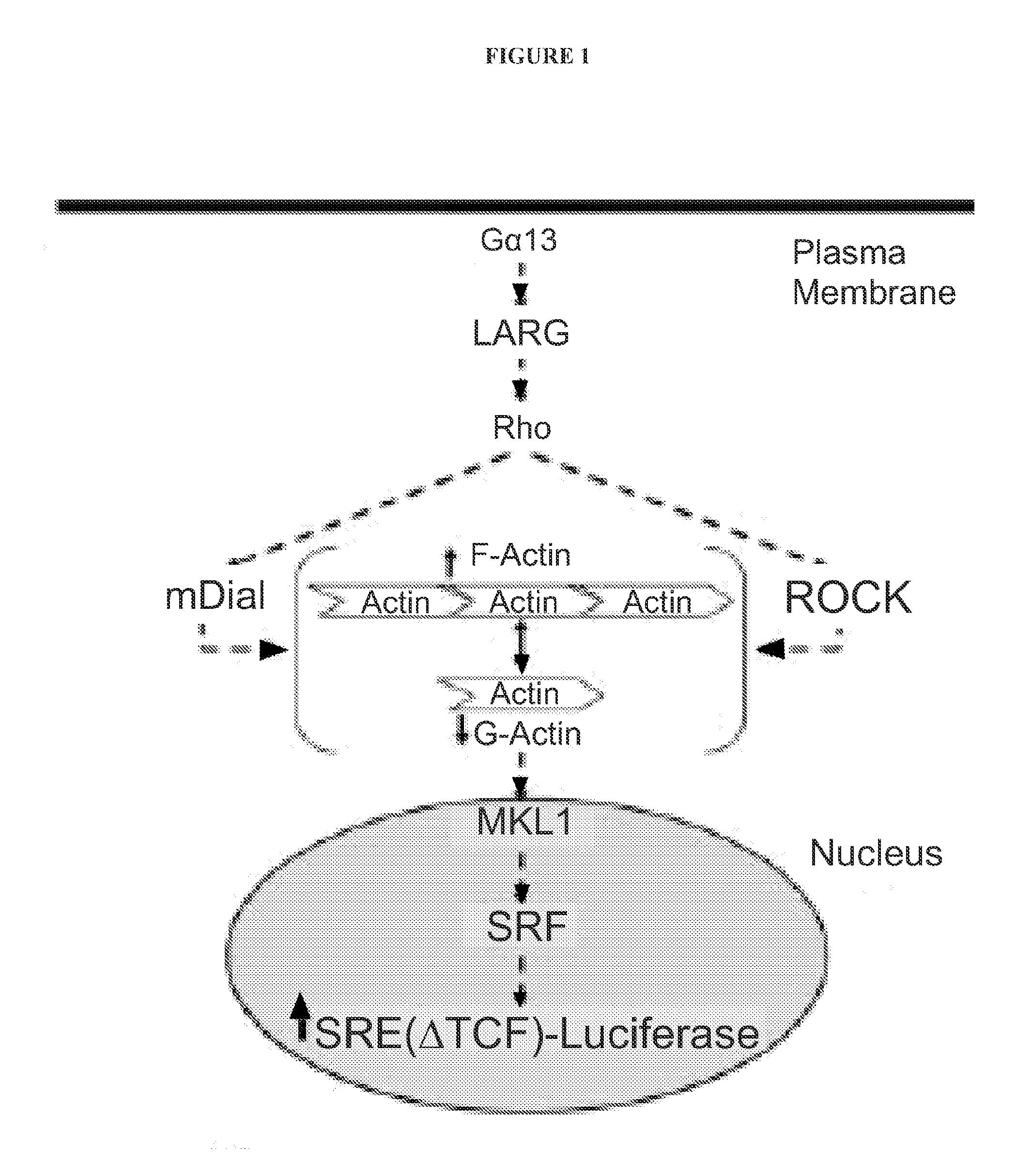 Methods and compositions for modulating rho-mediated gene transcription