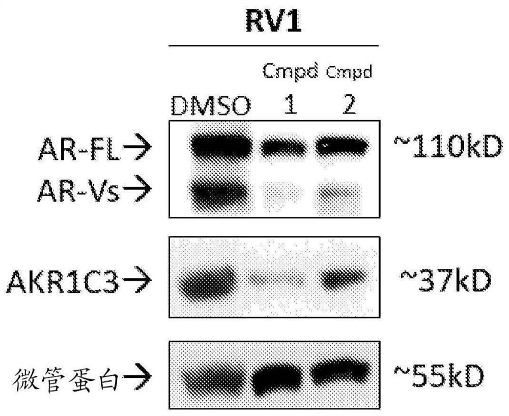 Biandrogen receptor/AKR1C3 inhibitors