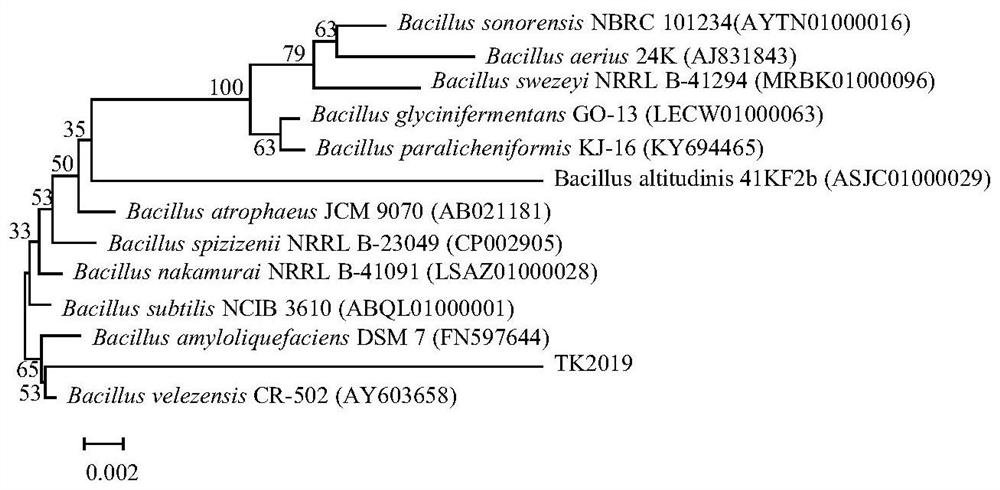Bacillus velezensis microbial agent and application thereof