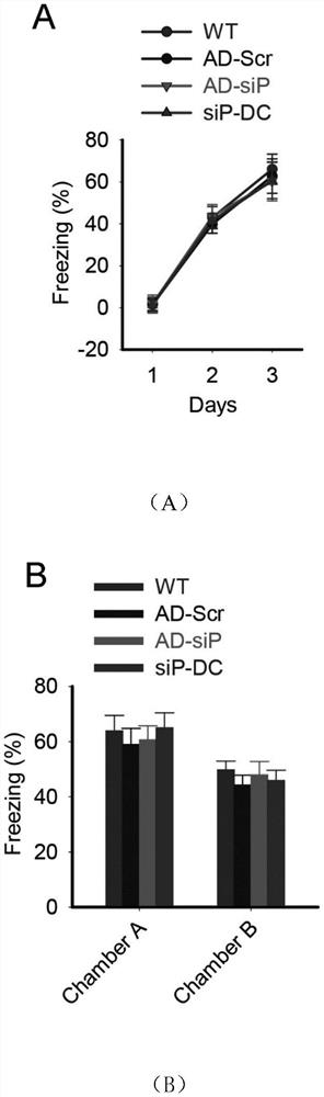 A brain-penetrating polypeptide and its application in the preparation of drugs for preventing and treating senile dementia