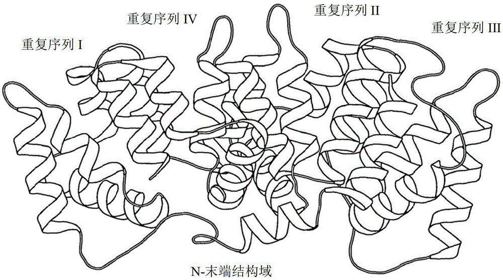 Annexin 1 antibody