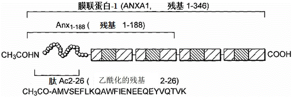 Annexin 1 antibody