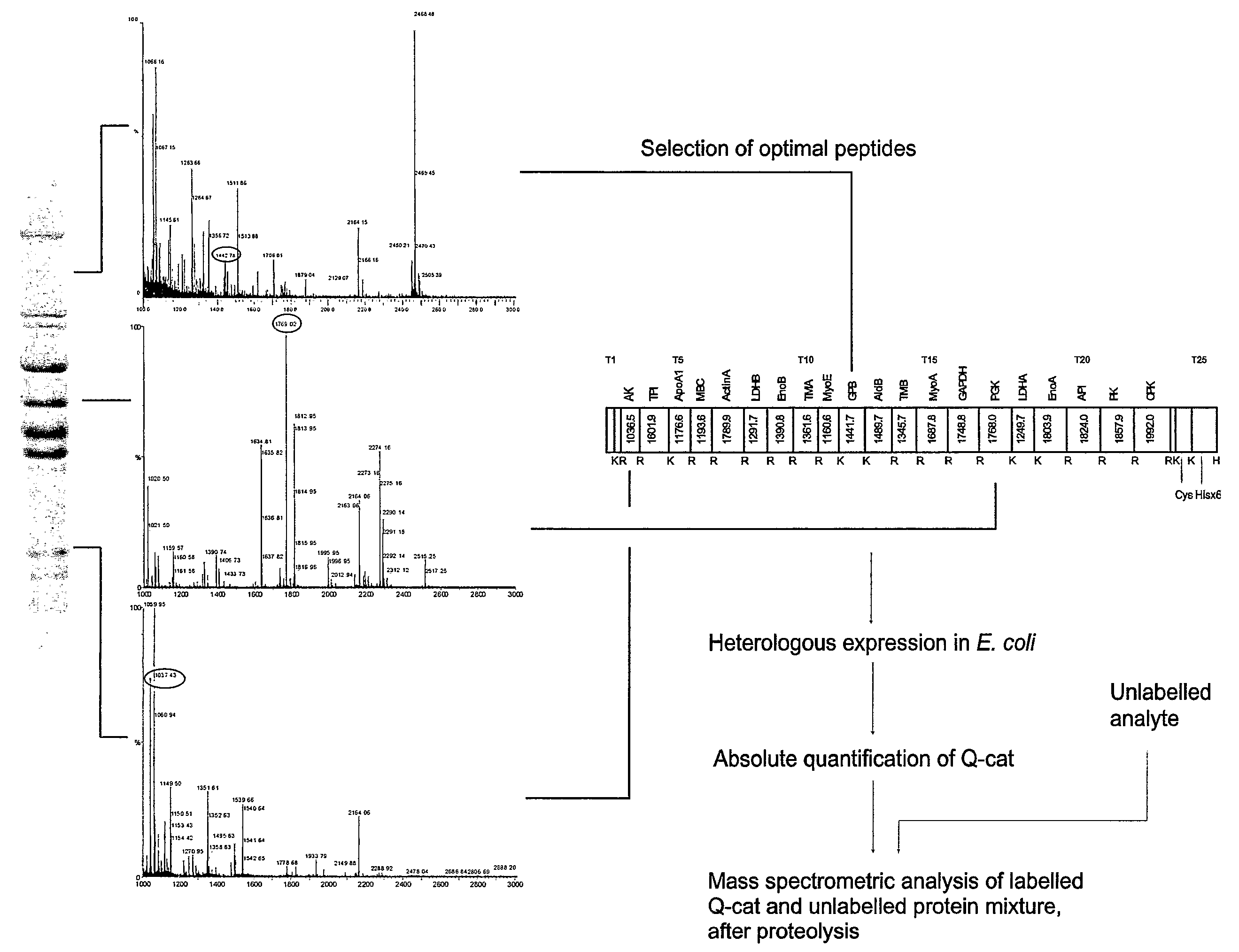 Artificial protein, method for absolute quantification of proteins and uses thereof