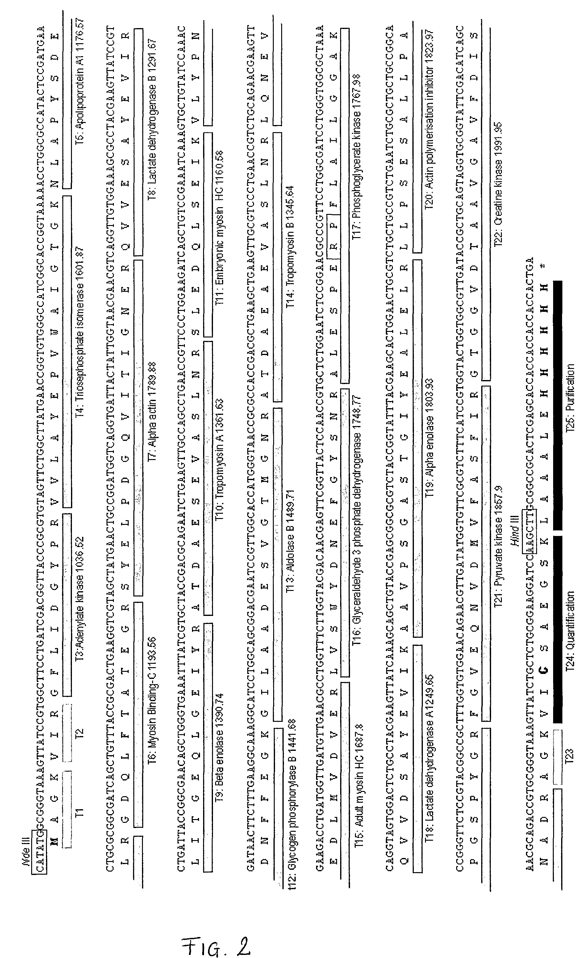 Artificial protein, method for absolute quantification of proteins and uses thereof