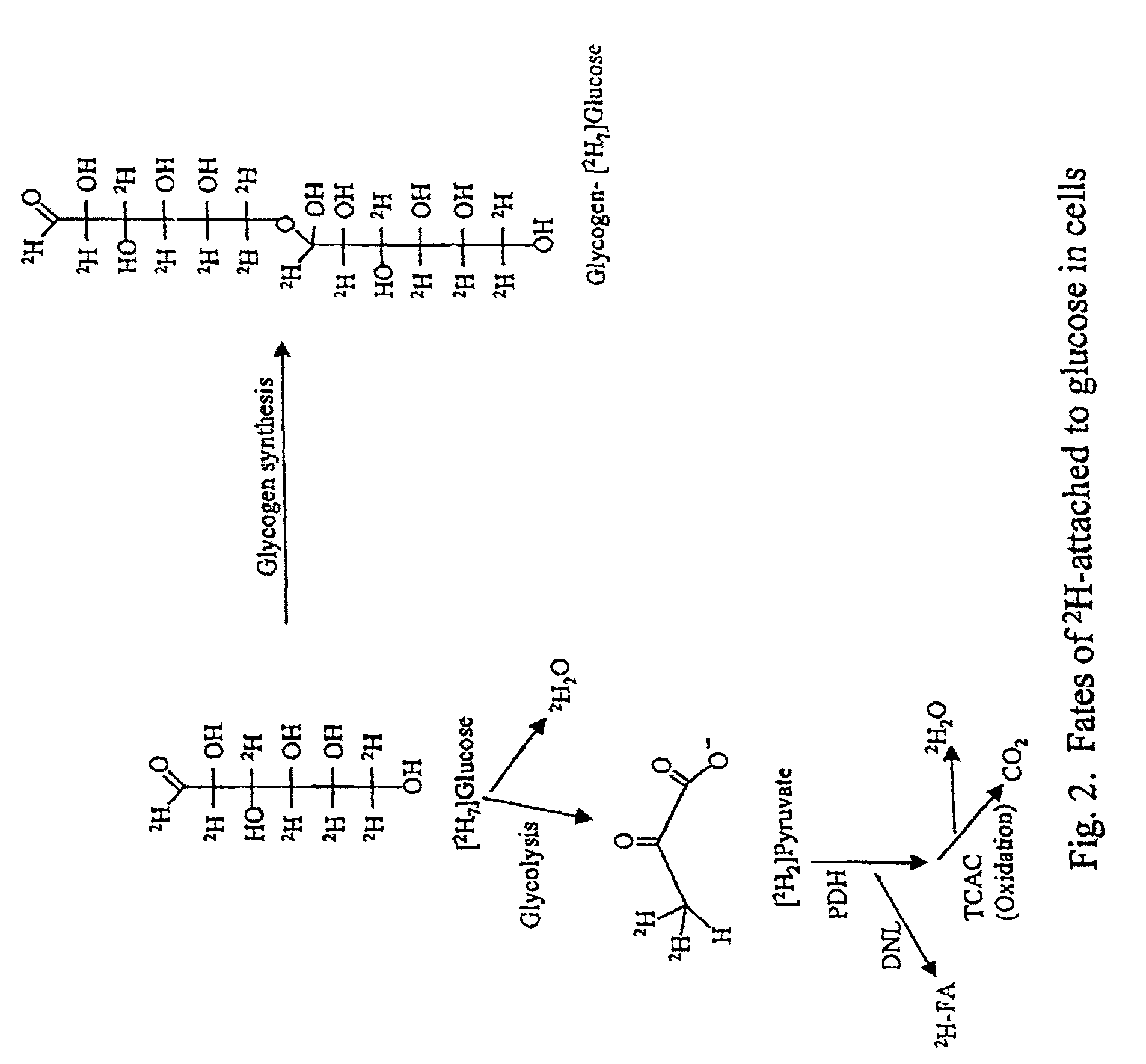Methods for identifying the effect of a drug agent on the metabolism of sugars and fats in an individual