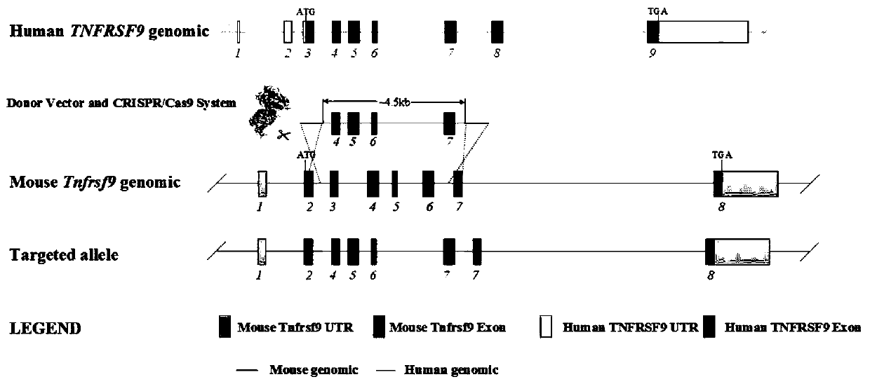 Construction method for CD137-gene-modified humanization animal model and application thereof