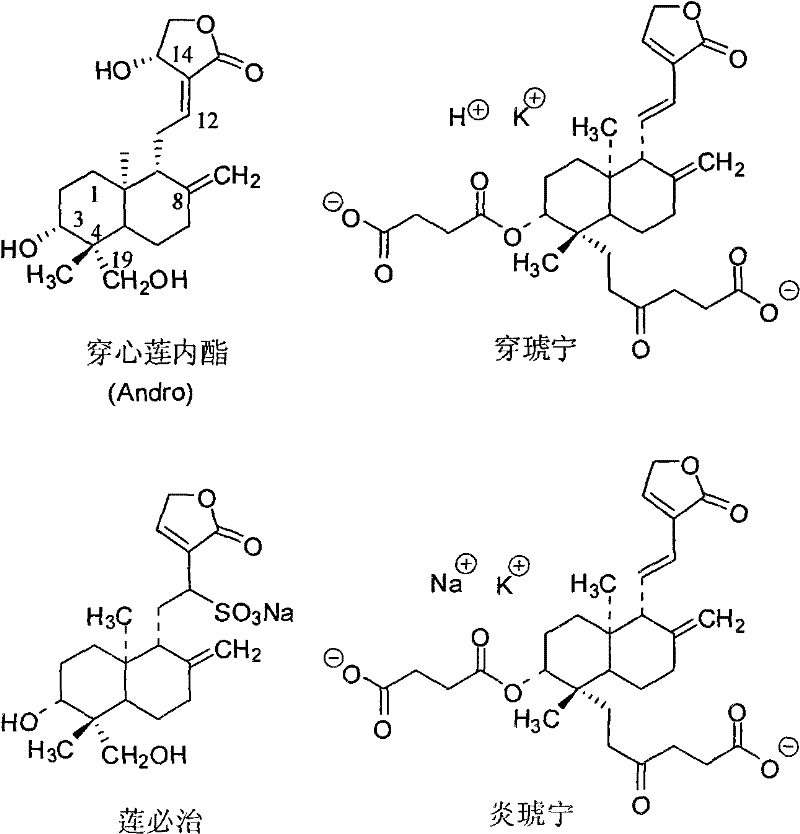 Andrographolidume composition and application thereof