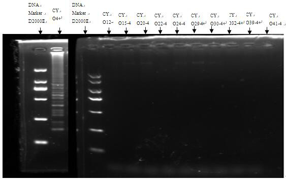 Detection method for O antigen molecular typing of citrobacter O4 and O12 serotype