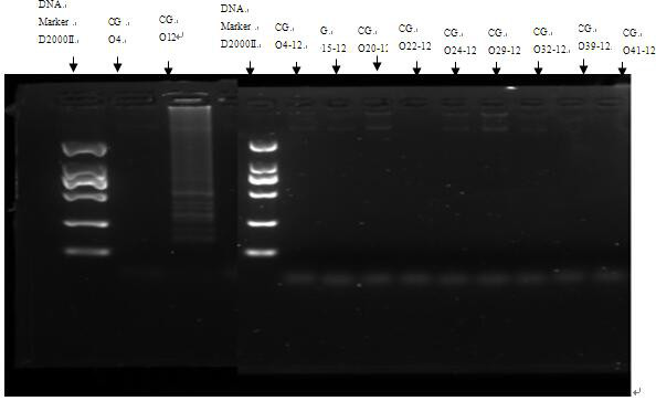 Detection method for O antigen molecular typing of citrobacter O4 and O12 serotype