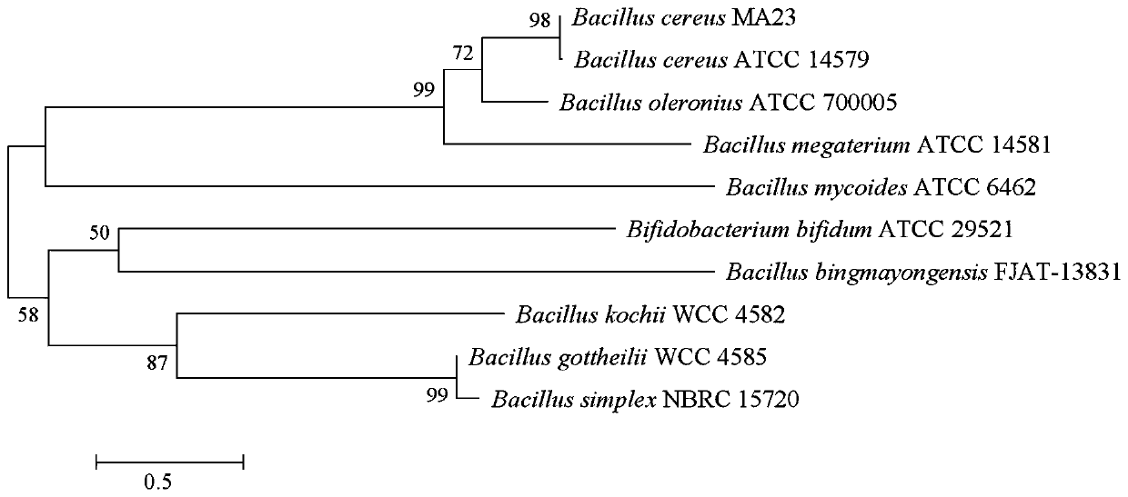 Bacillus cereus MA23, inoculant and preparation method and application of inoculant