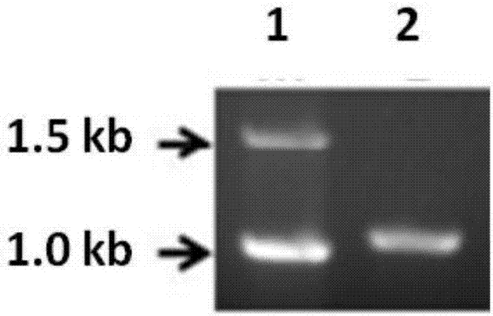 Gene engineering bacterium for high-yield hyaluronic acid and construction method and application of gene engineering bacteria
