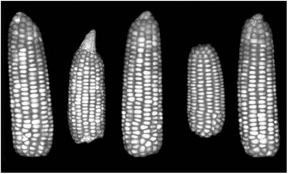 High-efficiency corn ear seed test method and device based on image