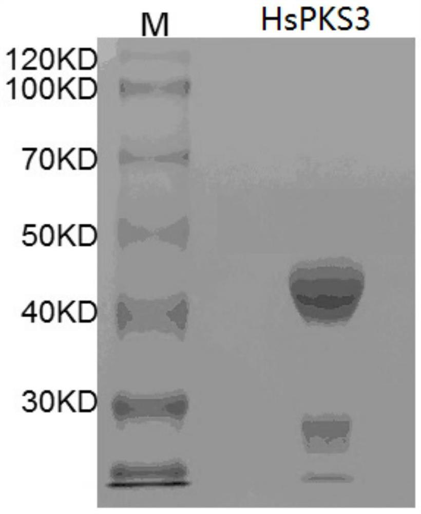 Method for enzymatic synthesis of quinazinone compounds