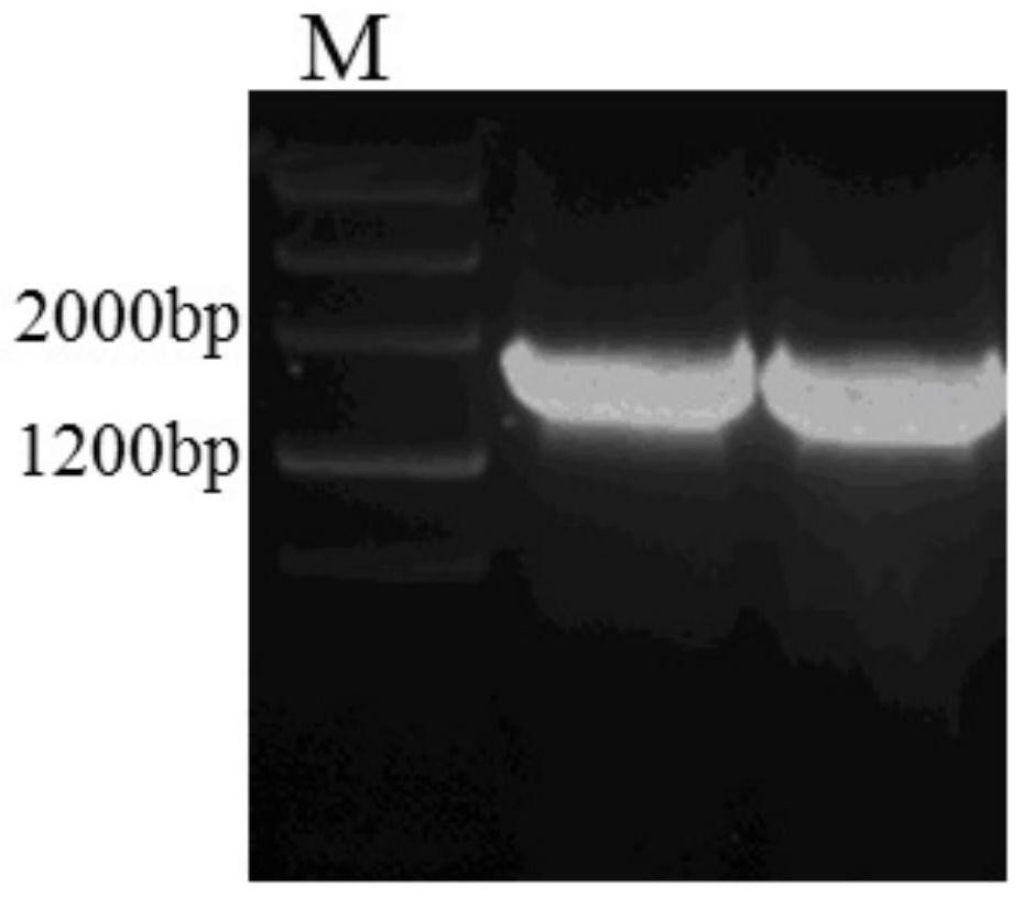 Method for enzymatic synthesis of quinazinone compounds