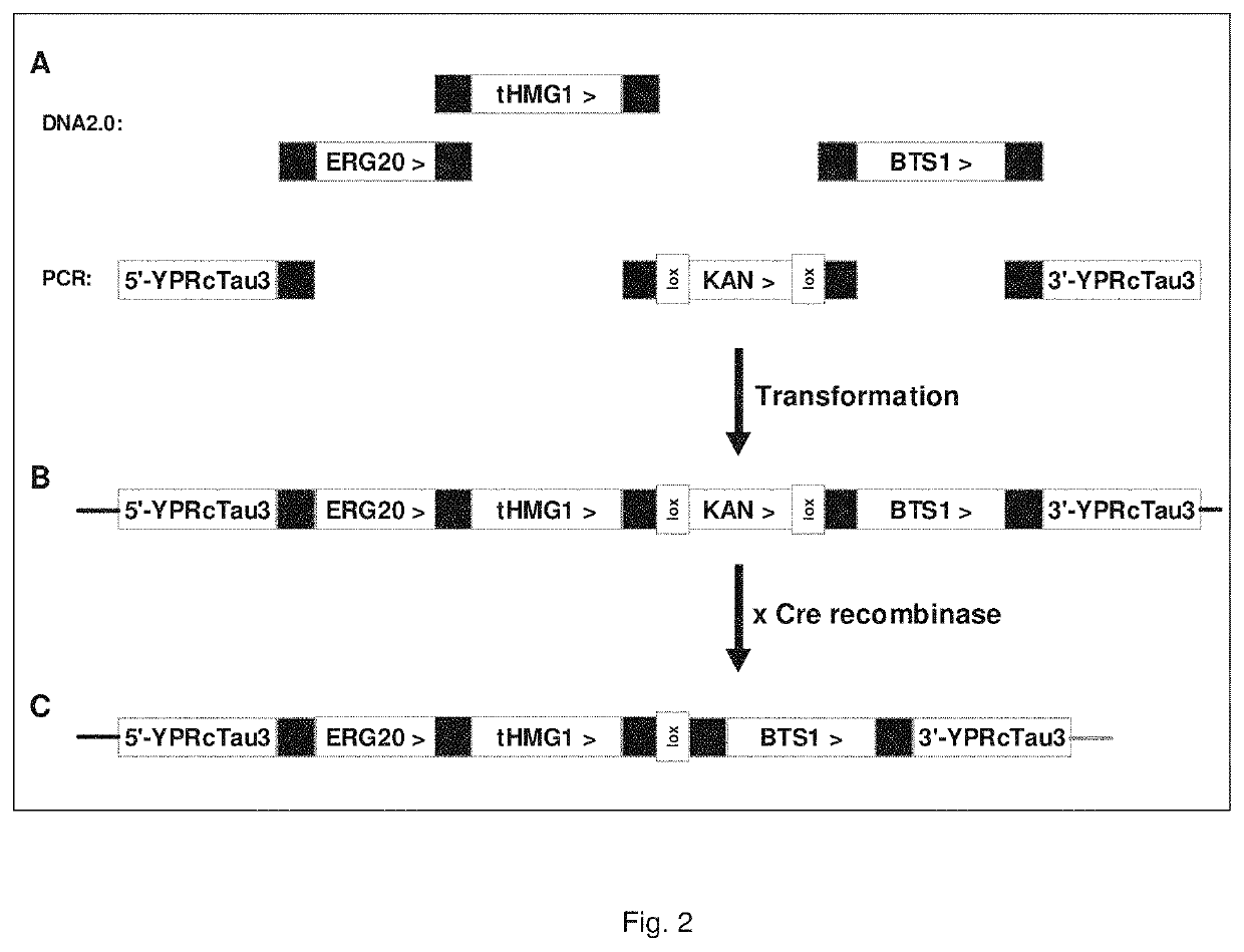 Microorganisms for diterpene production