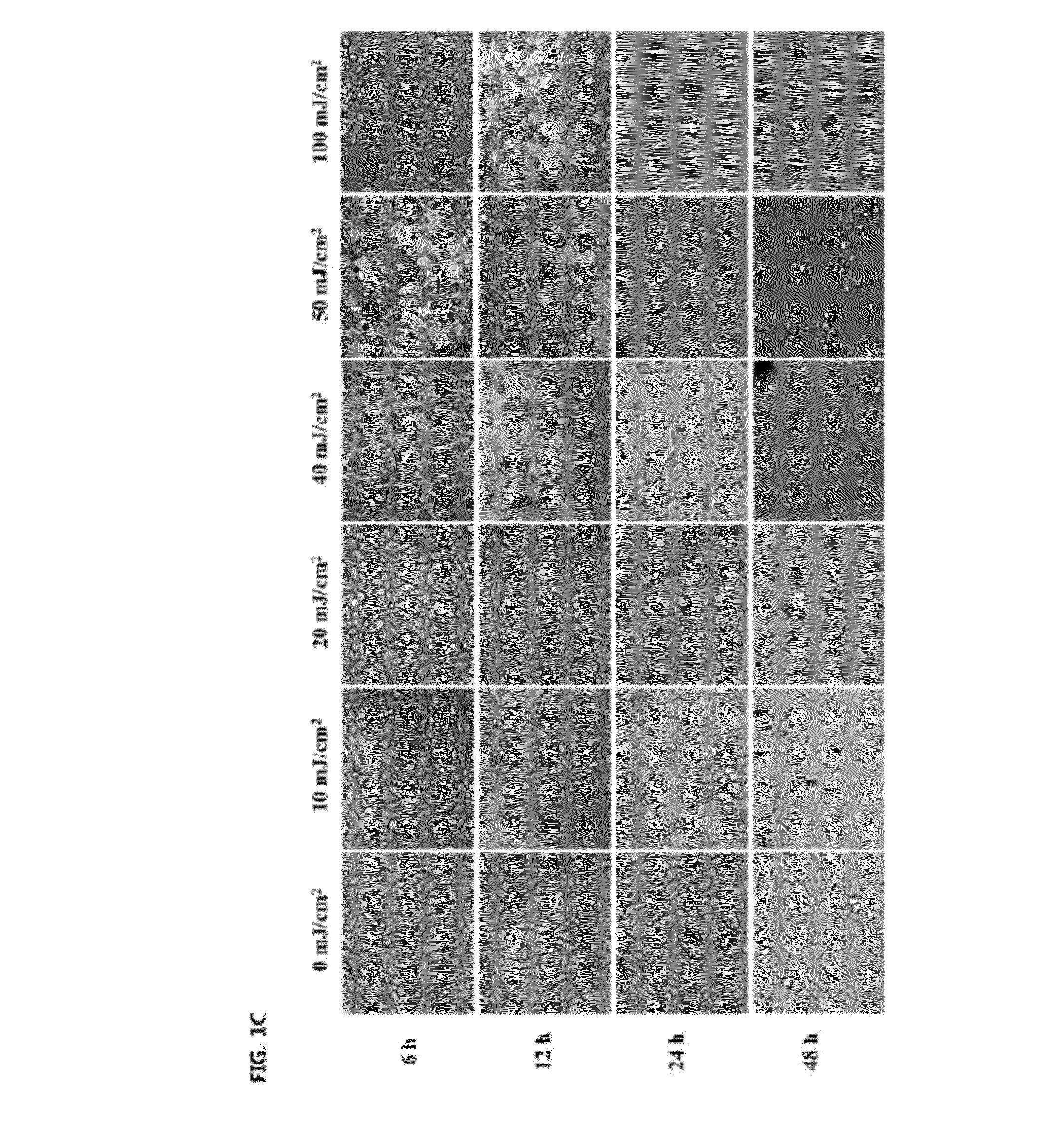 (2's)-columbianetin isolated from corydalis heterocarpa  and composition containing the same
