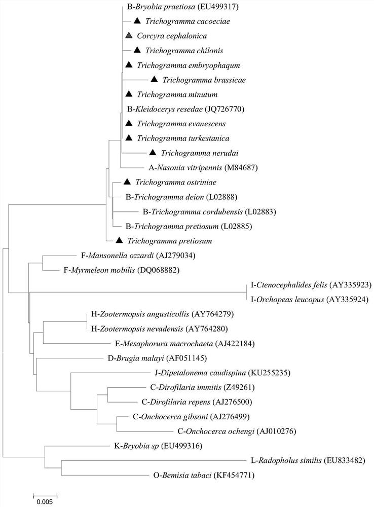 A specific primer, method and kit for detecting and identifying wolbachia infection in insects