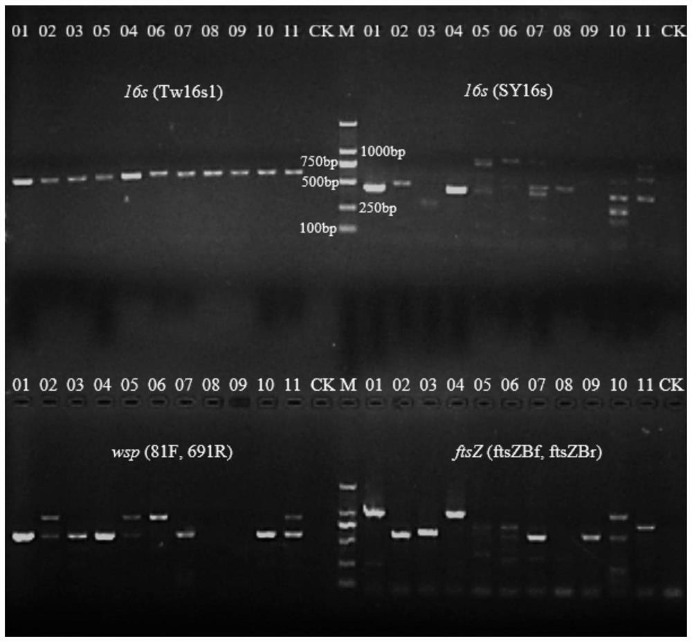 A specific primer, method and kit for detecting and identifying wolbachia infection in insects