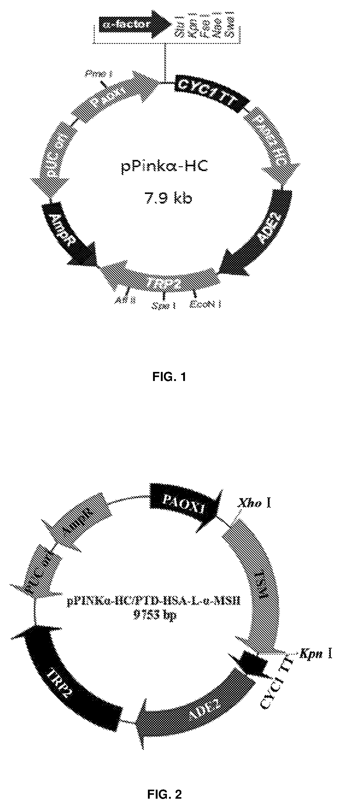 Fusion protein for alpha-melanocyte stimulating hormone and preparation method and use thereof