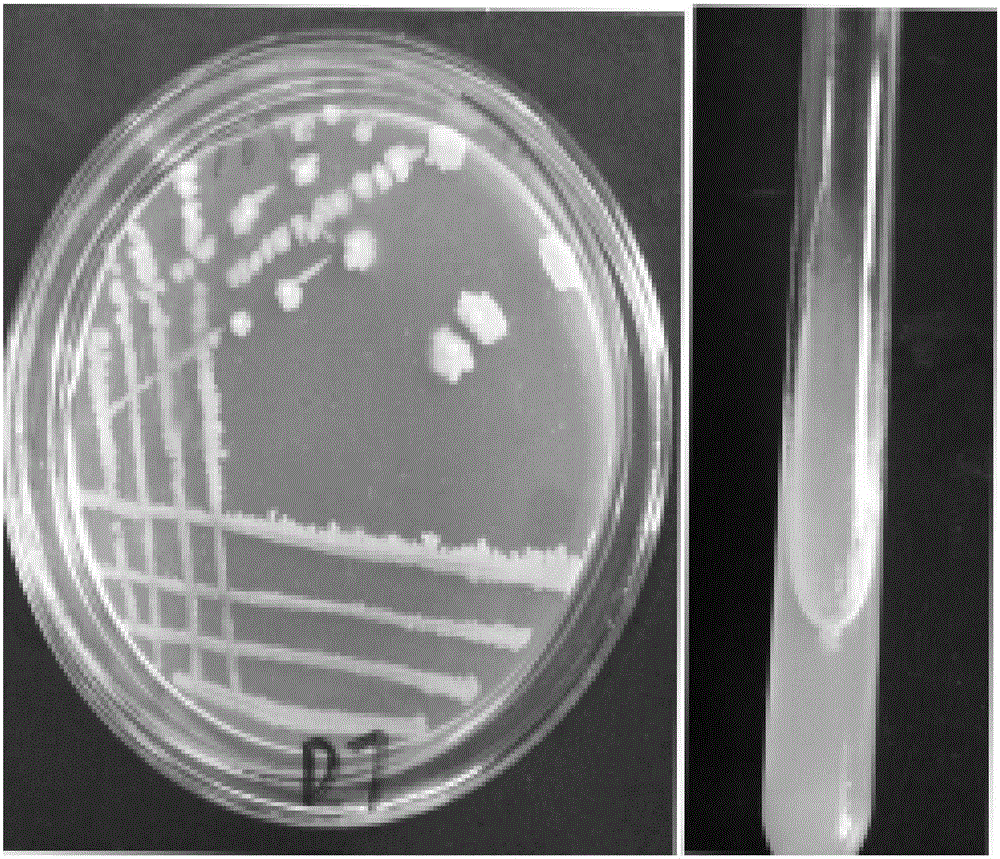 Bacillus amyloliquefaciens strain and microbial agent and preparation method of microbial agent