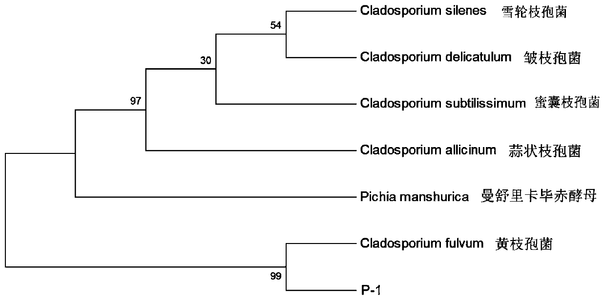 Cladosporium P-1 and application thereof in base wine aging