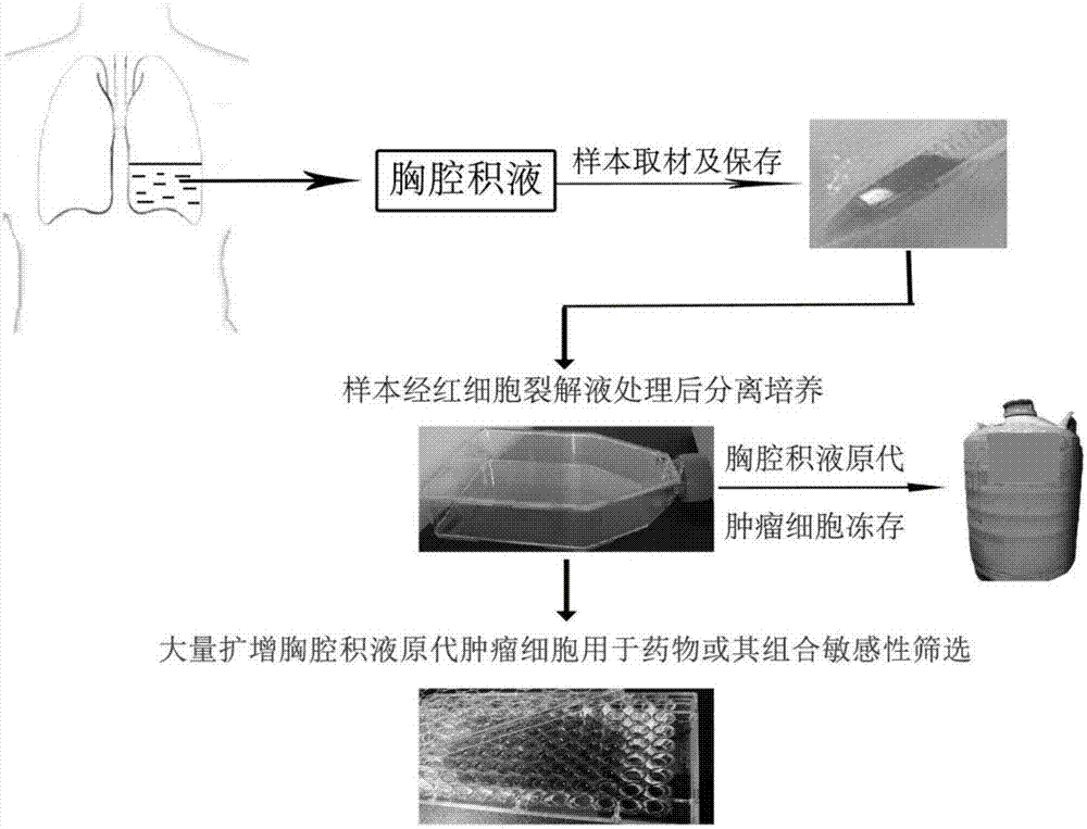Method for utilizing malignant pleural effusion for separately culturing primary cancer cells