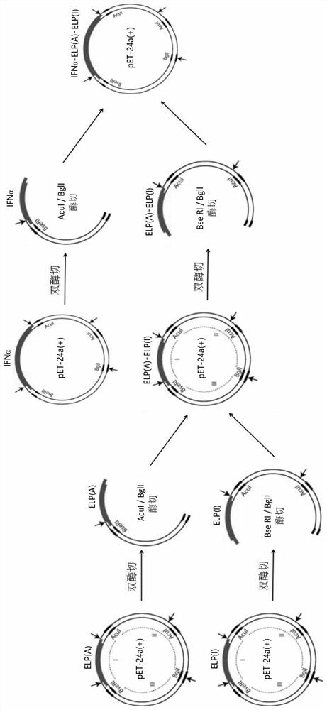 A self-assembly of environmental stimulus-responsive protein polymer conjugates and its preparation method and application
