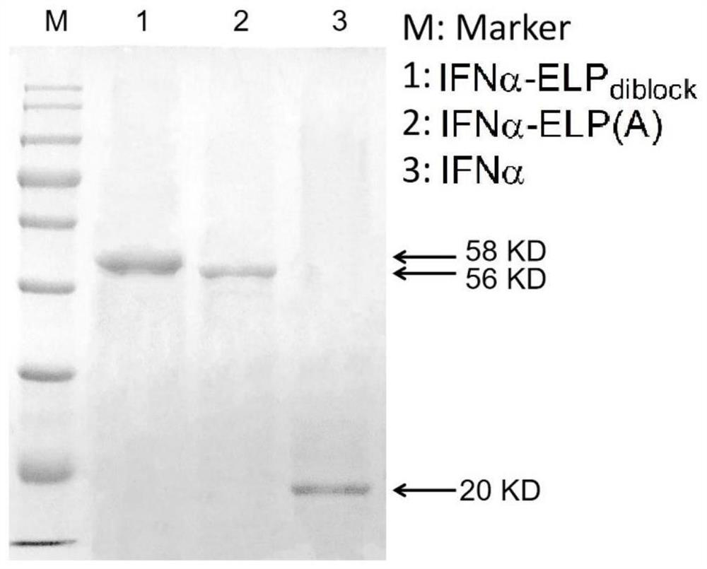 A self-assembly of environmental stimulus-responsive protein polymer conjugates and its preparation method and application