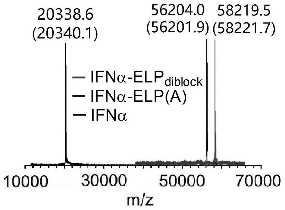 A self-assembly of environmental stimulus-responsive protein polymer conjugates and its preparation method and application