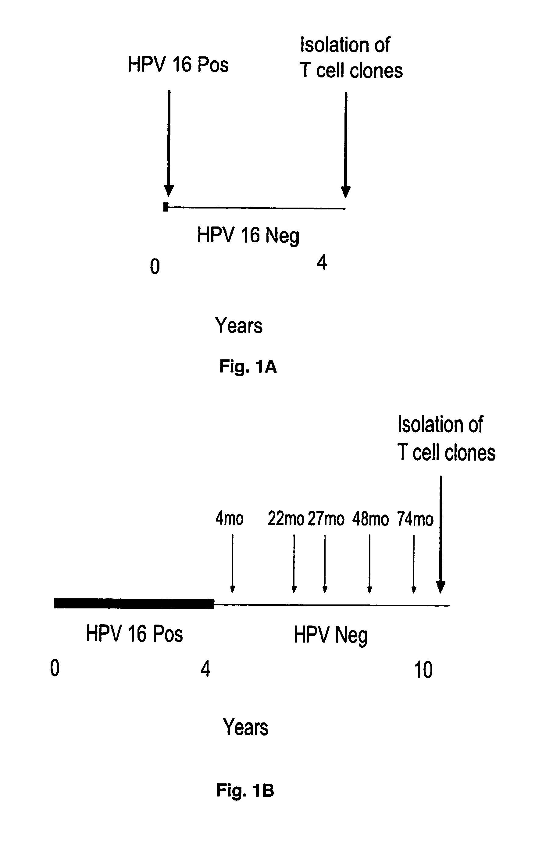 HPV E6 protein T cell epitopes and uses thereof