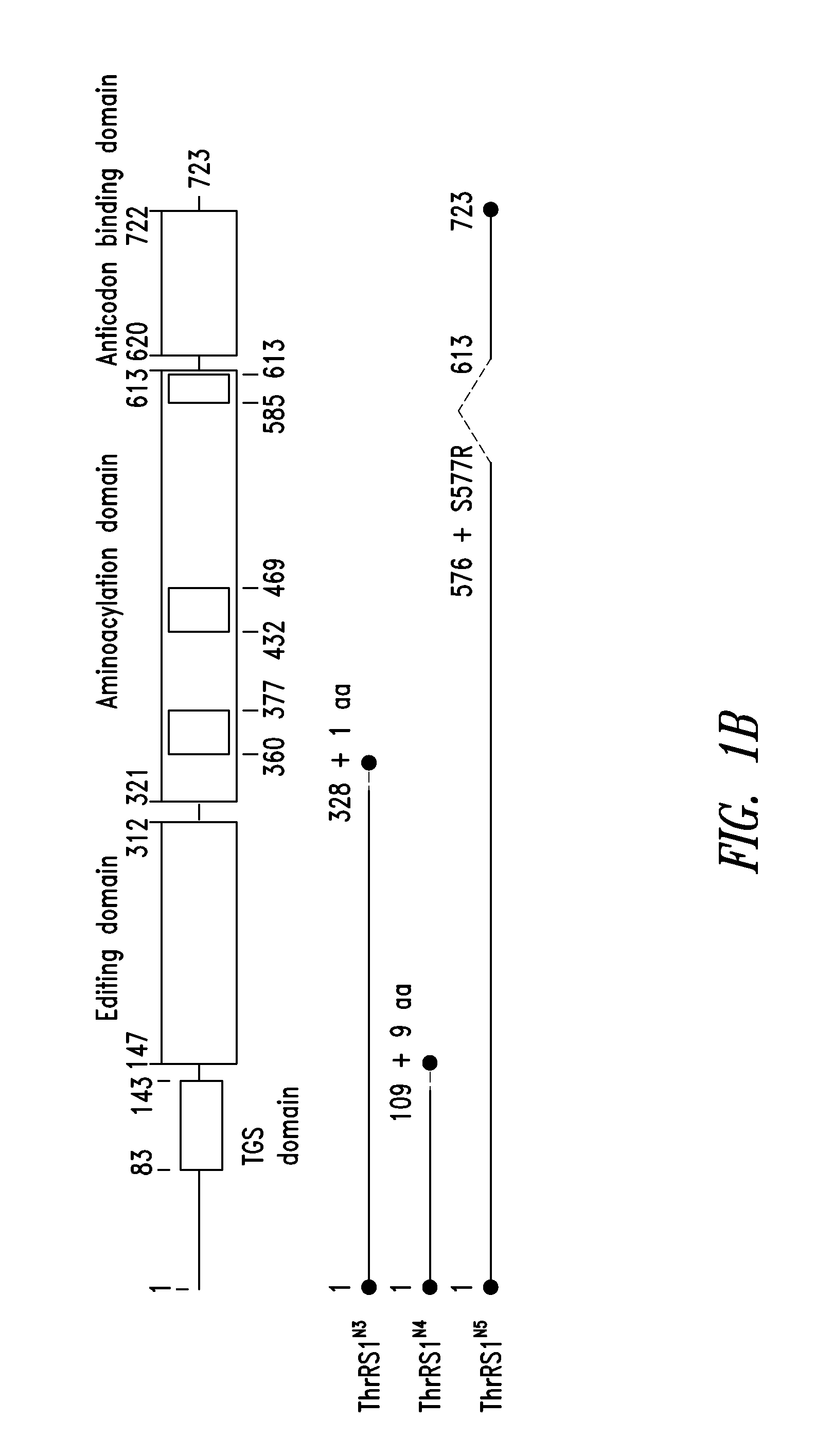 Innovative discovery of therapeutic, diagnostic, and antibody compositions related to protein fragments of threonyl-trna synthetases