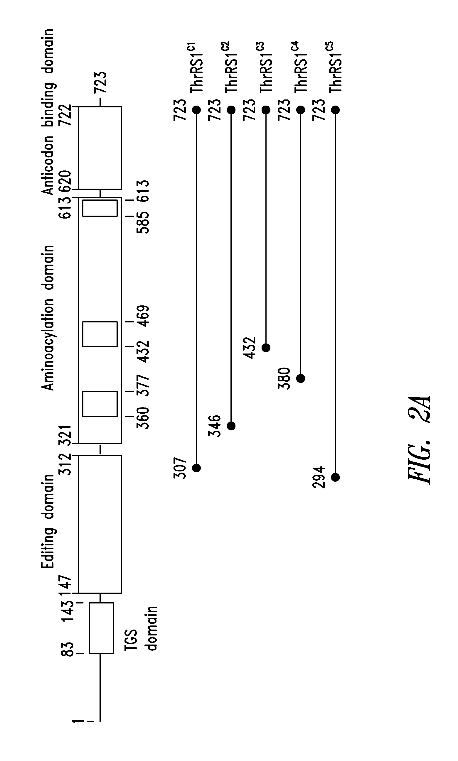 Innovative discovery of therapeutic, diagnostic, and antibody compositions related to protein fragments of threonyl-trna synthetases