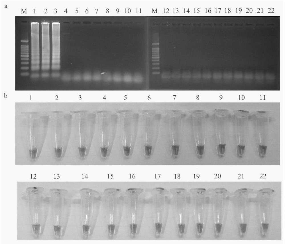 Phytopythiumvexans detection primers, LAMP detection system, kit and method