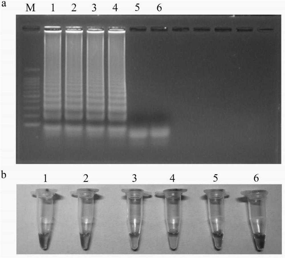 Phytopythiumvexans detection primers, LAMP detection system, kit and method