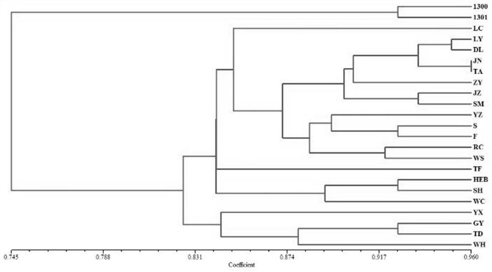 A kind of breeding method of stropharia stropharia high temperature resistant strain