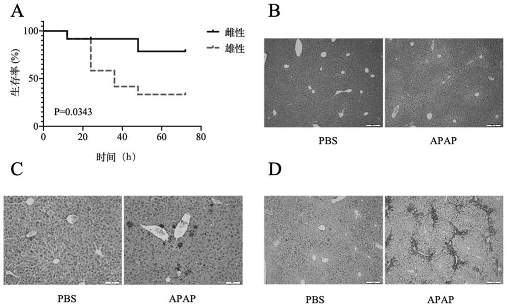 Application of MLN4924 in preparation of medicine for preventing or treating APAP-induced acute liver injury