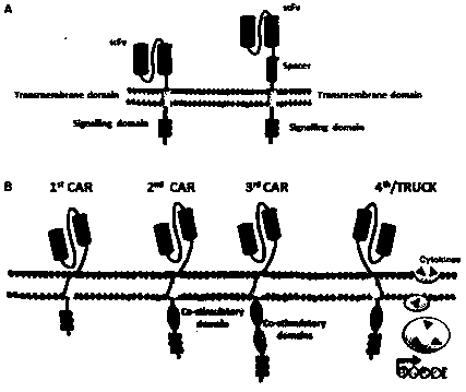 A replication-deficient recombinant lentiviral car-t transgene vector targeting CD123 and its construction method and application