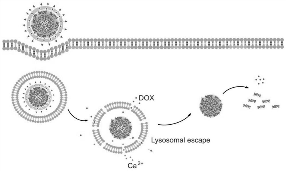 A kind of drug-loaded nanoparticle with targeted core-shell structure and preparation method thereof