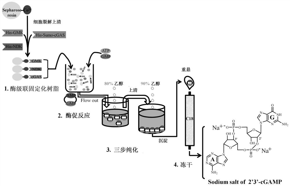 Method for preparing second messenger molecule 2 '3'-cGAMP through solid-phase multienzyme coupling