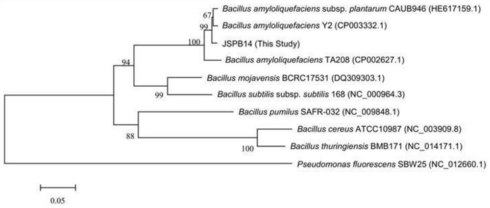 A kind of bacillus amyloliquefaciens jspb14 and its application