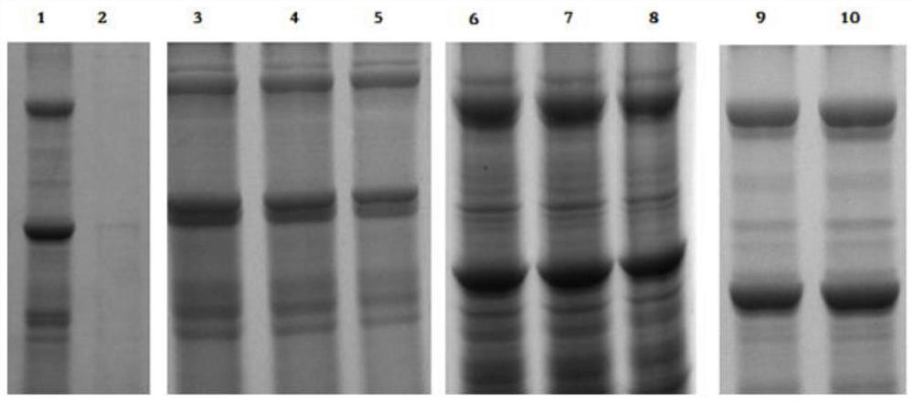 A quantitative detection method for Bacillus thuringiensis subsp. israeli toxin protein