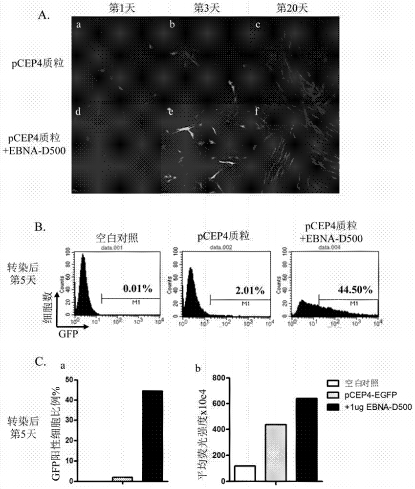 Method for enhancing nonconformable gene expression in human cells