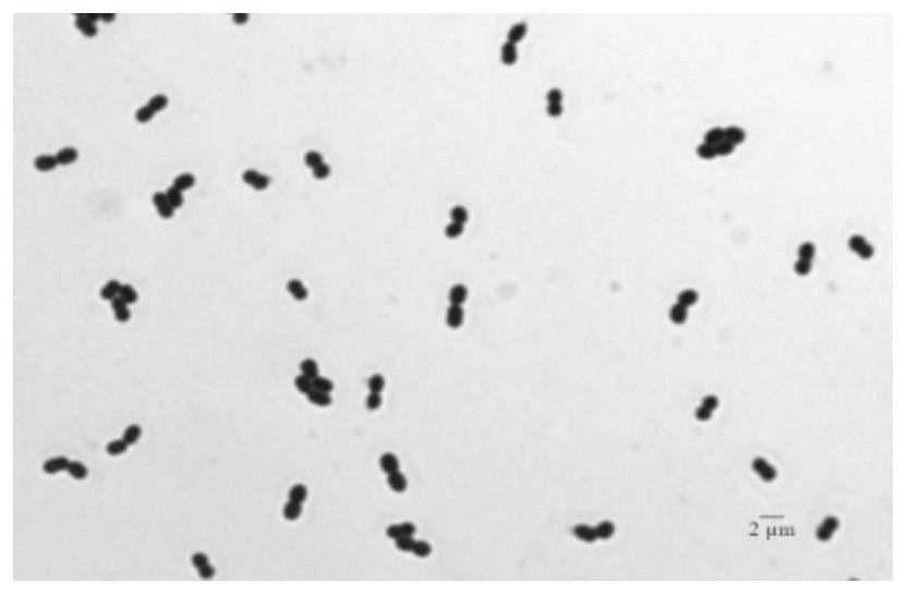A canine Pediococcus lactis and its application