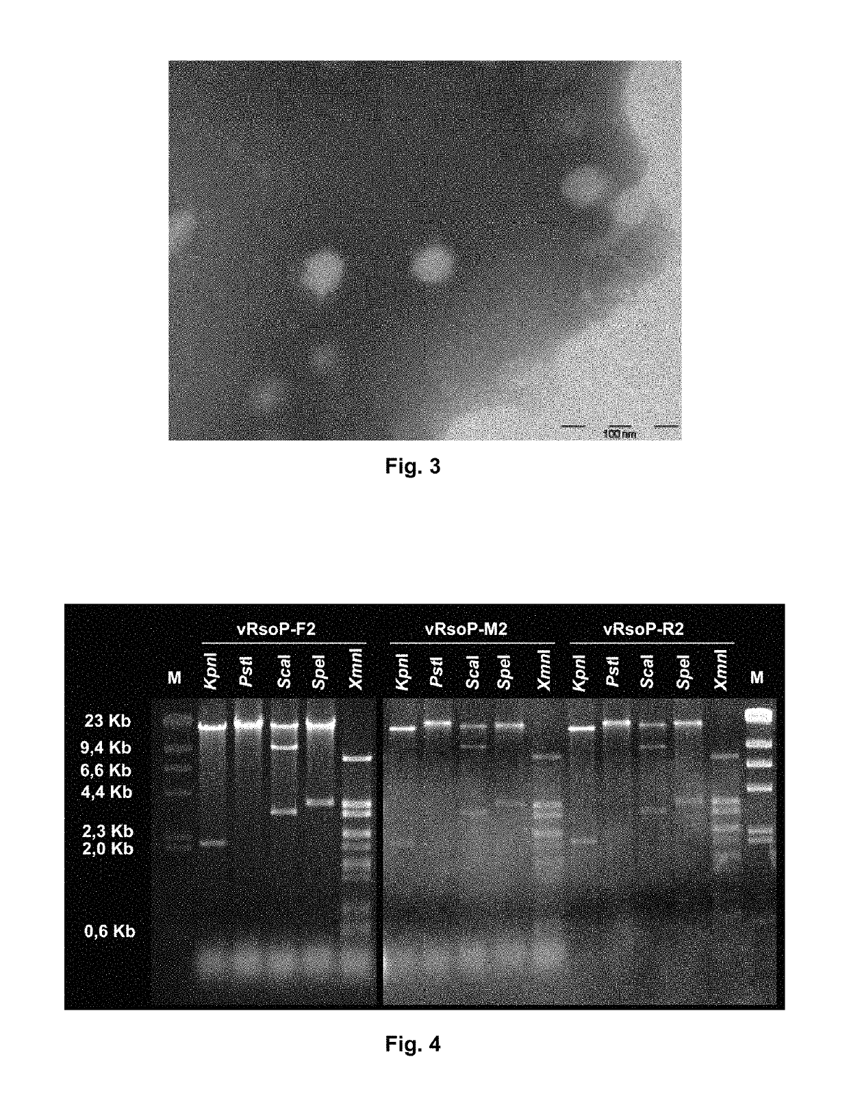 Method for the prevention and/or the biological control of bacterial wilt caused by <i>Ralstonia solanacearum</i>, via the use of bacteriophages suitable for this purpose and compositions thereof