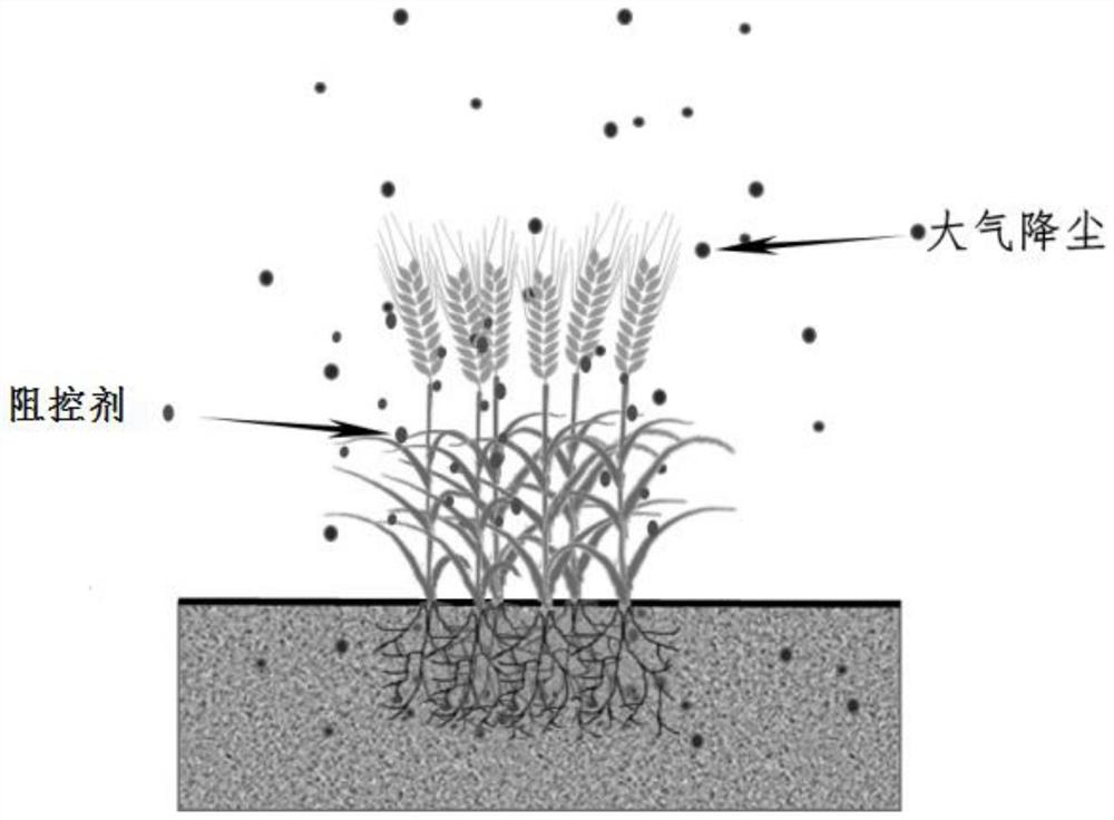 Wheat leaf surface blocking and controlling agent for blocking atmospheric dust fall lead pollution and use method thereof