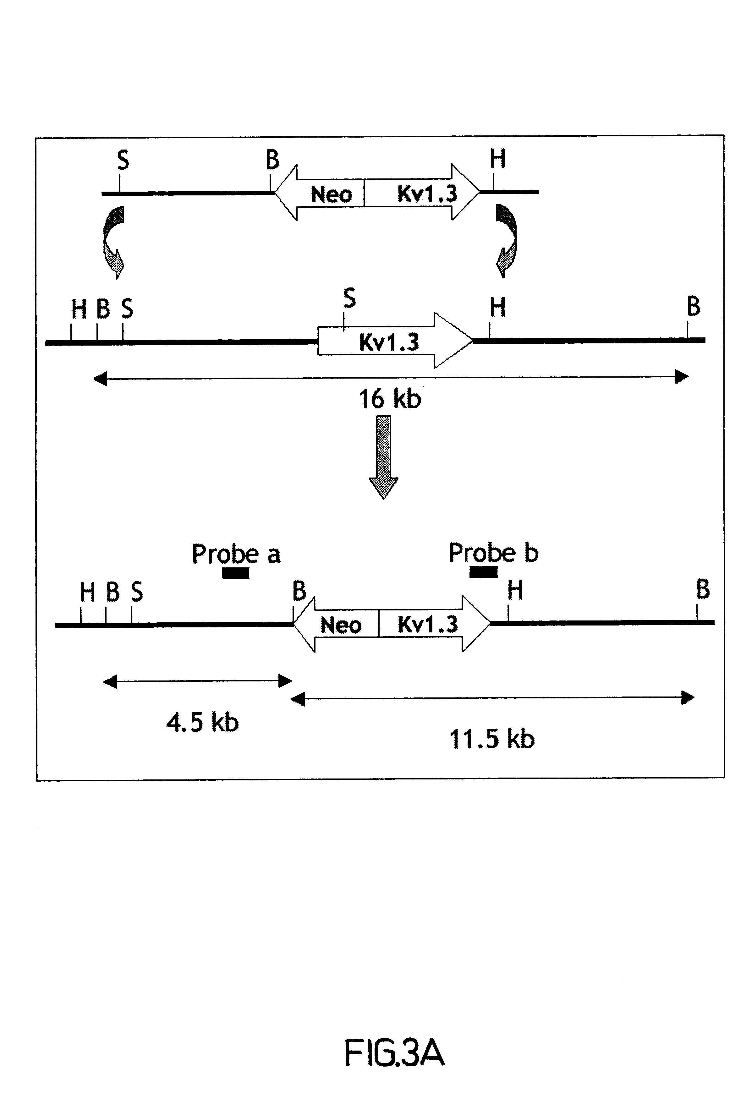 Compositions and methods relating to glucose metabolism, weight control, and food intake